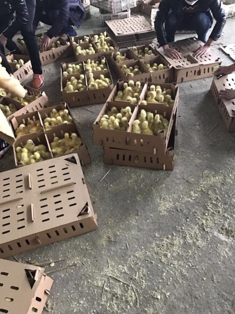 狮头鹅苗