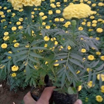 万寿菊盆花