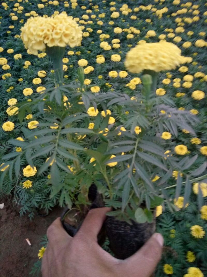 万寿菊盆花