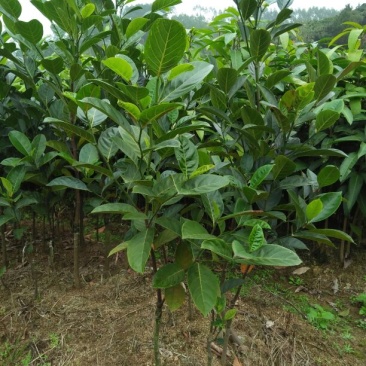 菠萝蜜苗稿接树