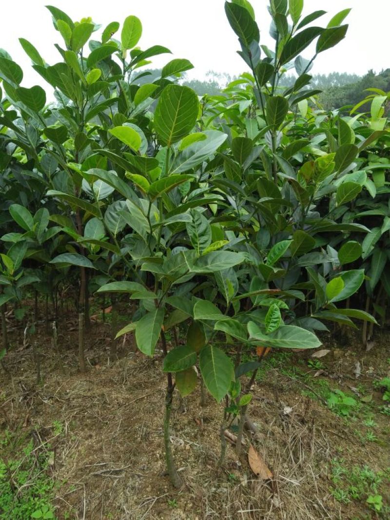 菠萝蜜苗稿接树