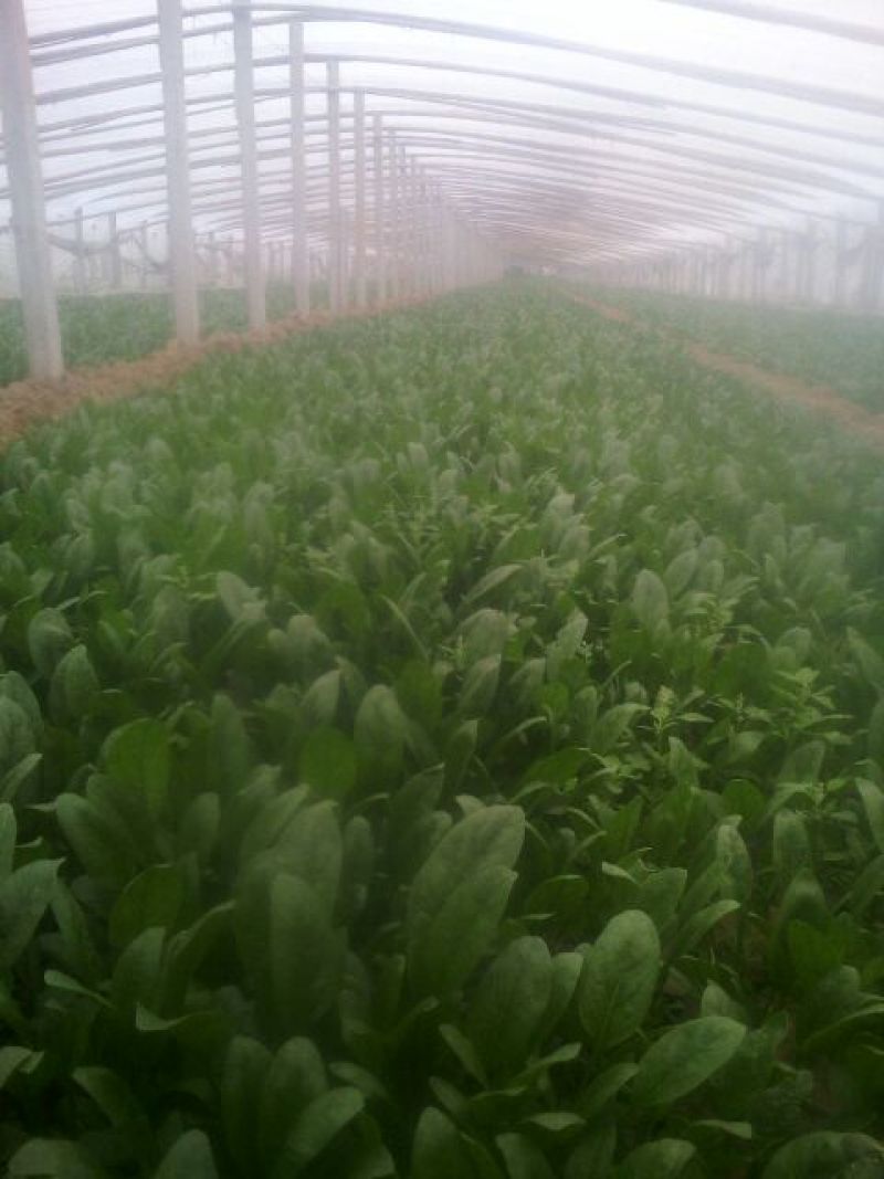 越冬菠菜20~25厘米