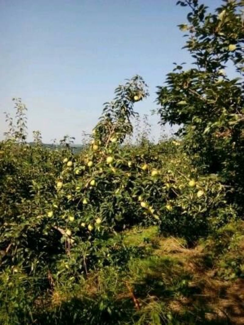 苹果梨300~350g光果