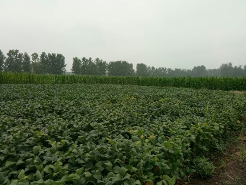 大角开心绿毛豆18~24克，