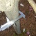 玉兰树2cm以下10~12cm