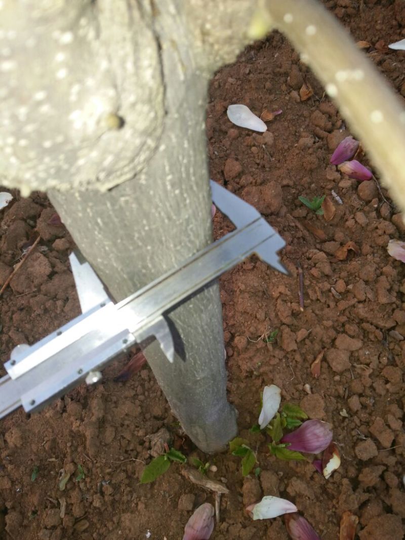 玉兰树2cm以下10~12cm