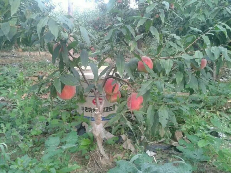 中秋蜜桃山地桃9月7号上市
