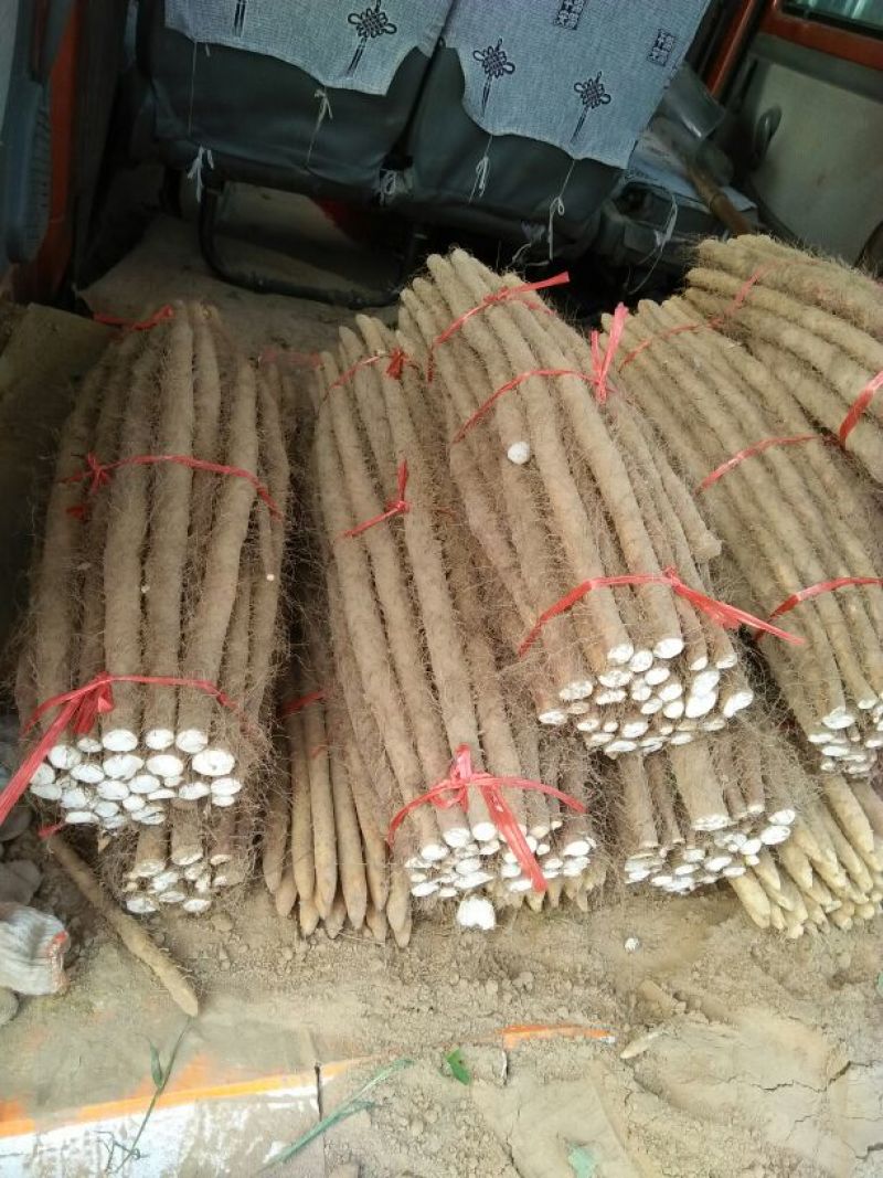 铁棍山药2~3厘米70~90厘米一级