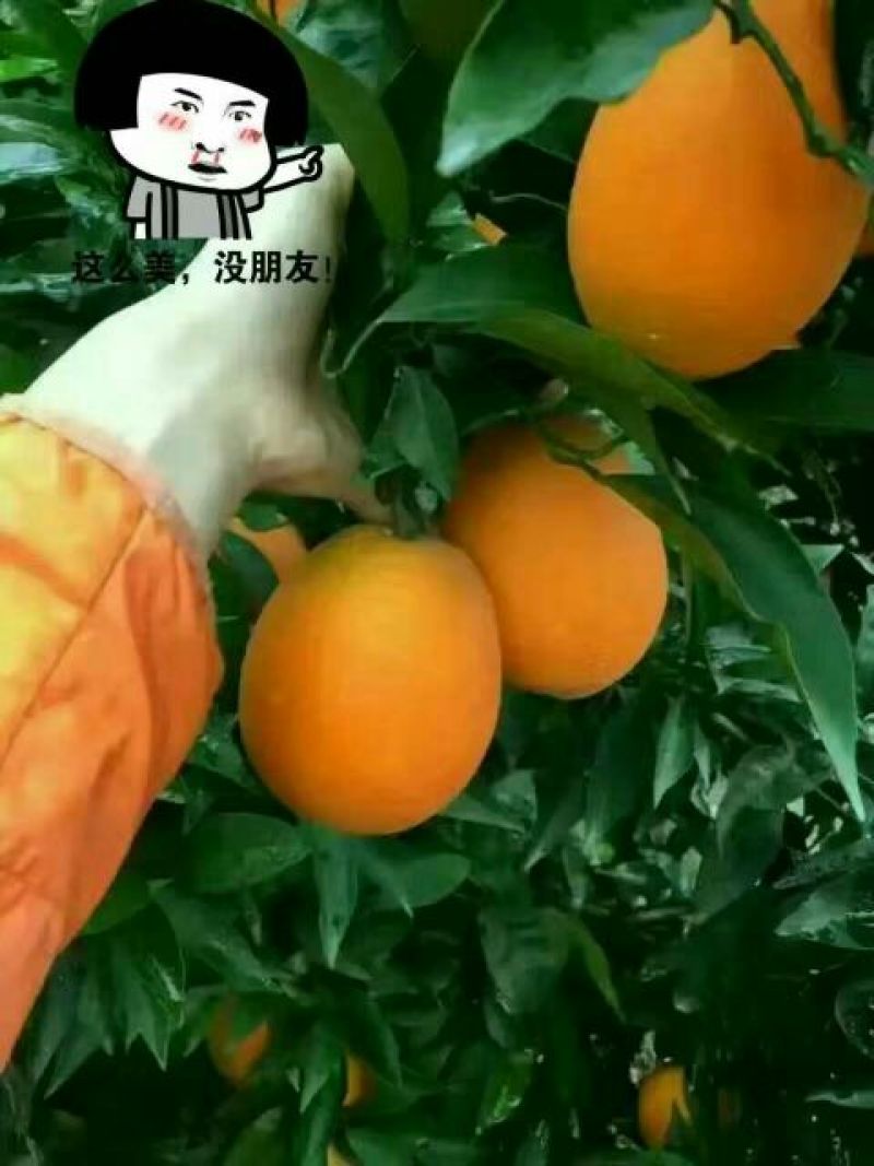 【长虹脐橙】重庆基地直供质量保证一手货源对接商超市场