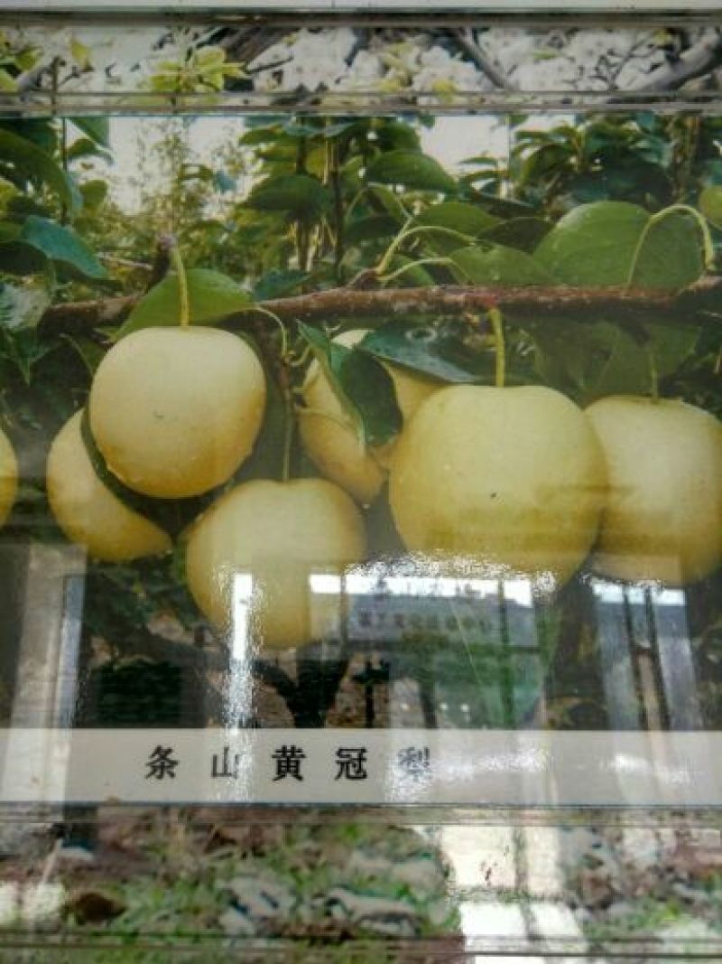 早酥梨550~600g筐装