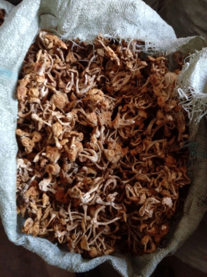 滑子菇干品