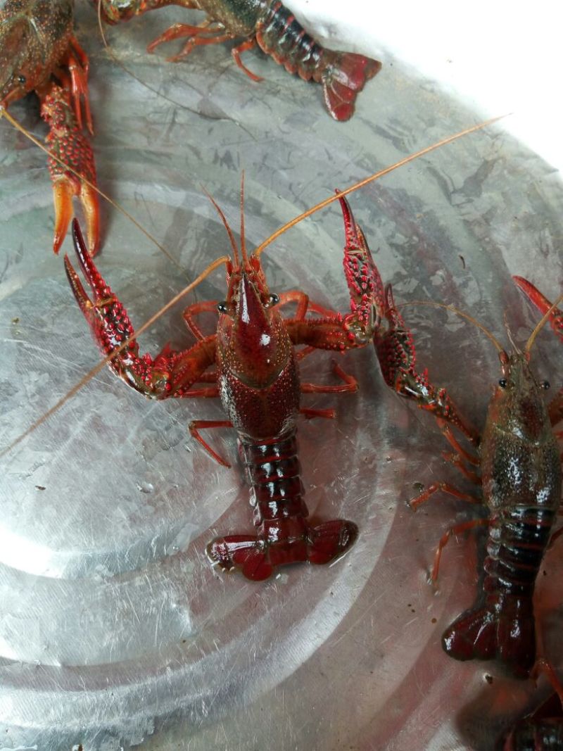 池鲤鱼食用7两