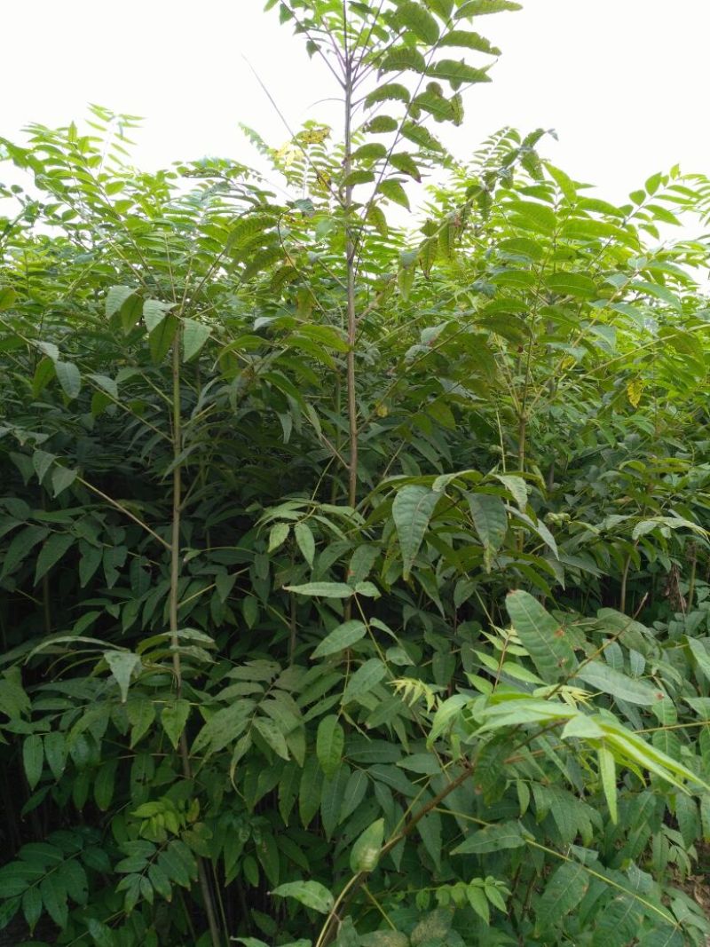 香椿苗红油香椿入棚即食