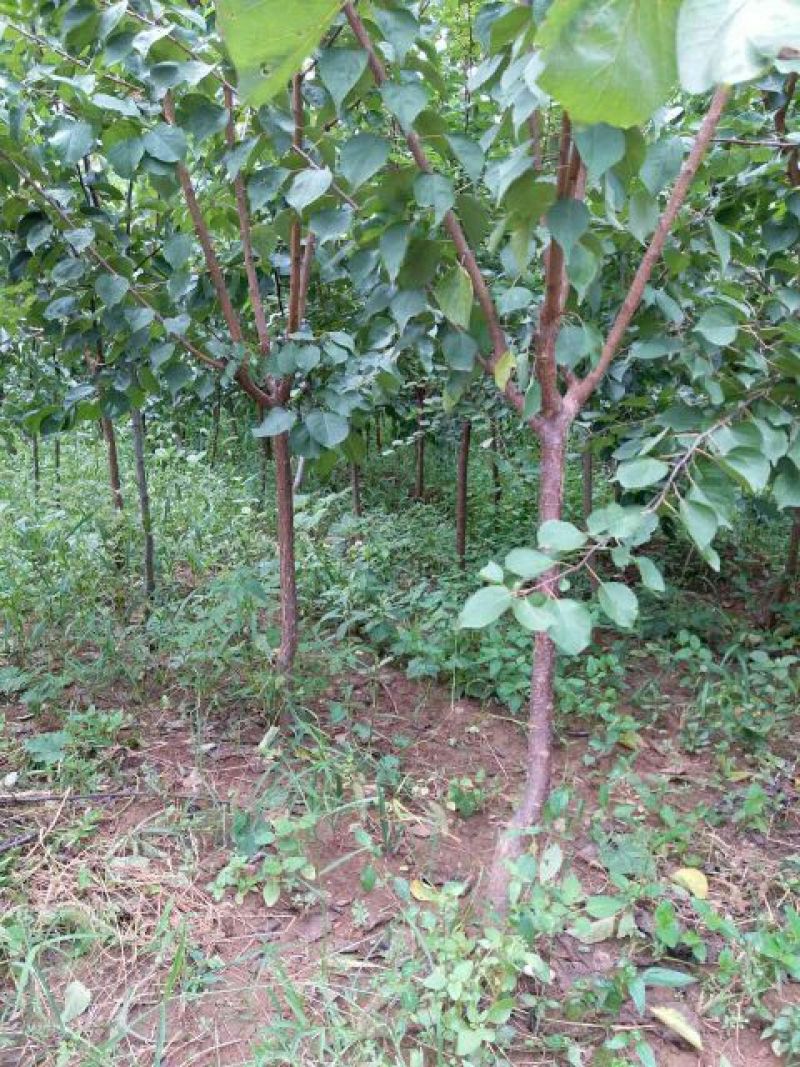 杏树8~10cm4~6cm0.5~1米