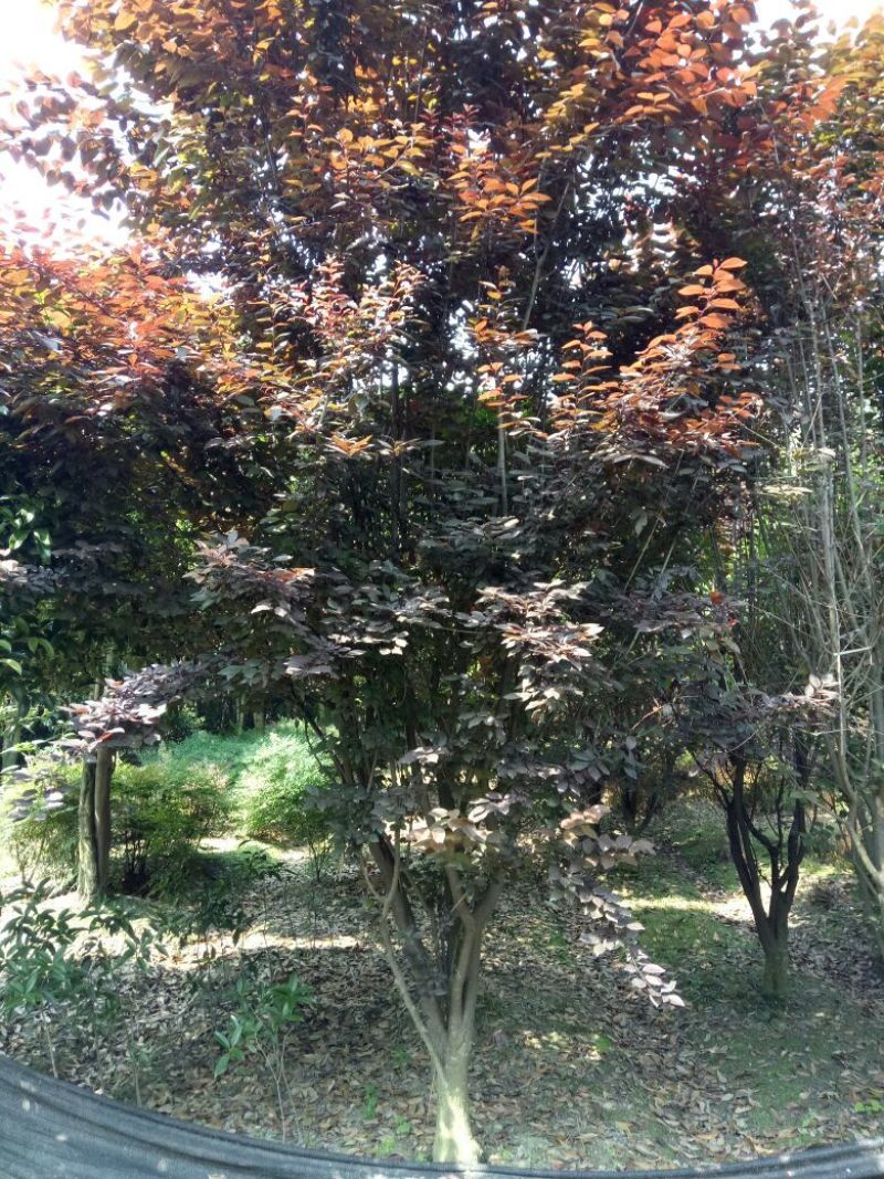 红叶李