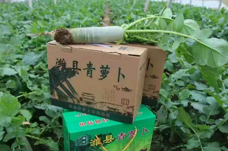 潍县青萝卜1~1.5斤起