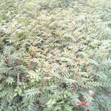 花椒苗1~2年