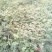 花椒苗1~2年