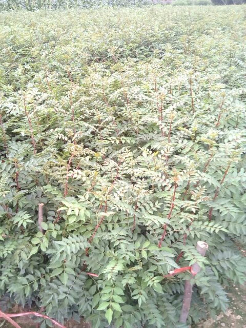 花椒苗1~2年