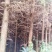 杉树3m以上