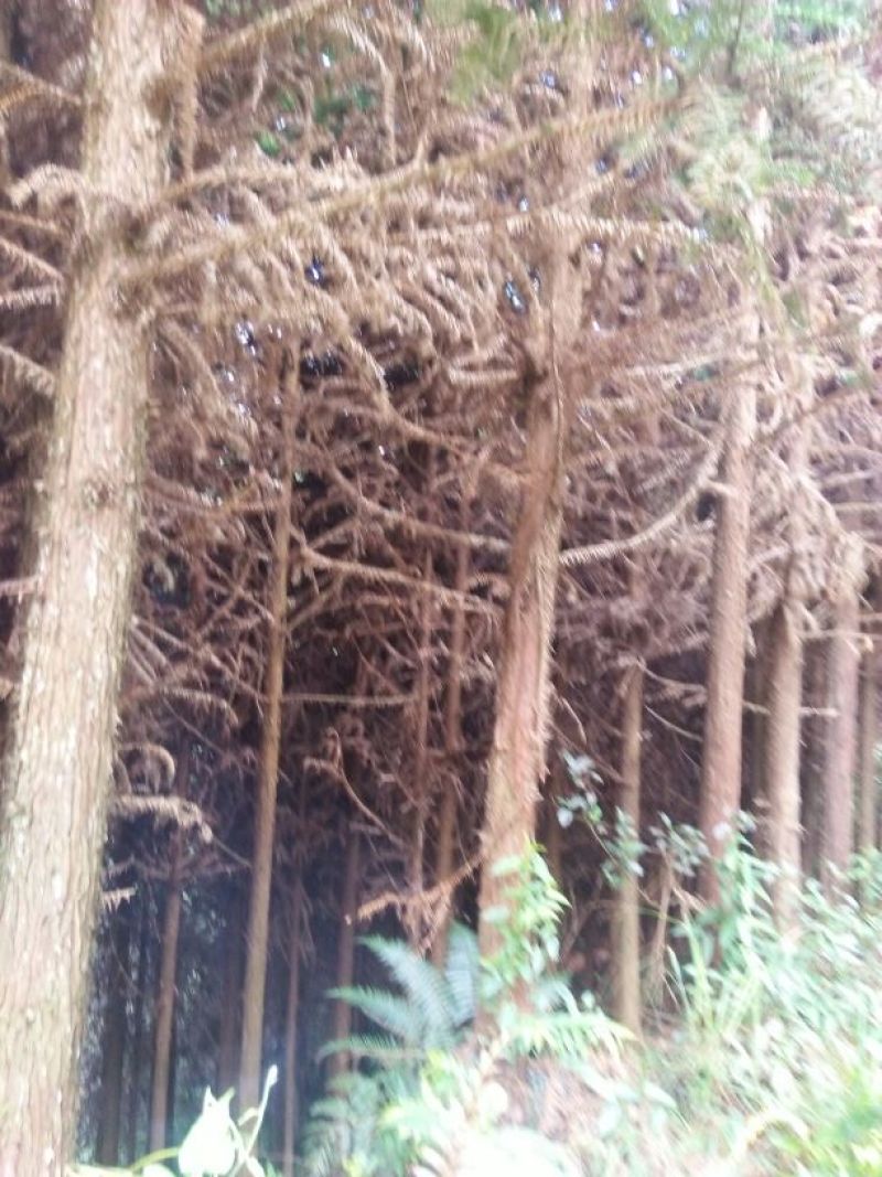 杉树3m以上