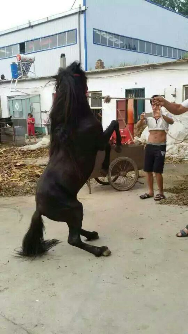 矮马