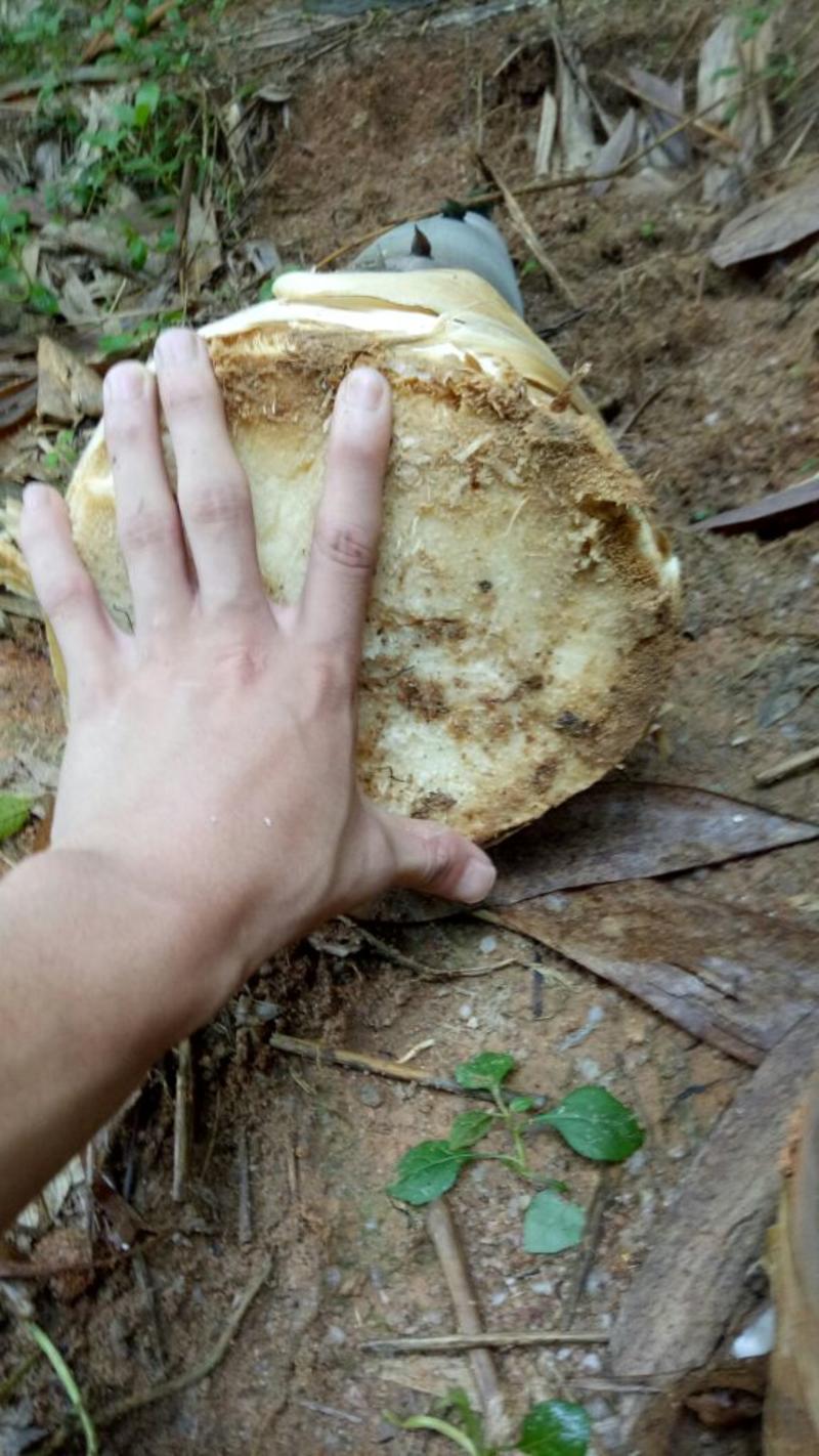 竹笋麻竹笋酸笋代办