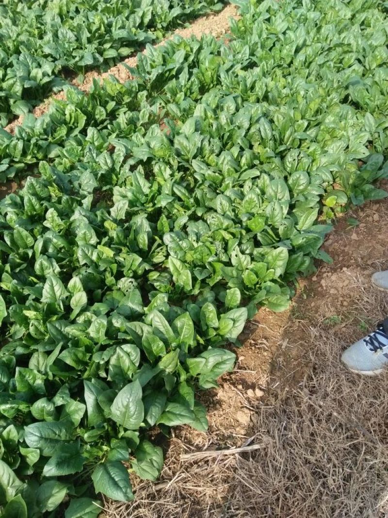 大叶菠菜20~25厘米