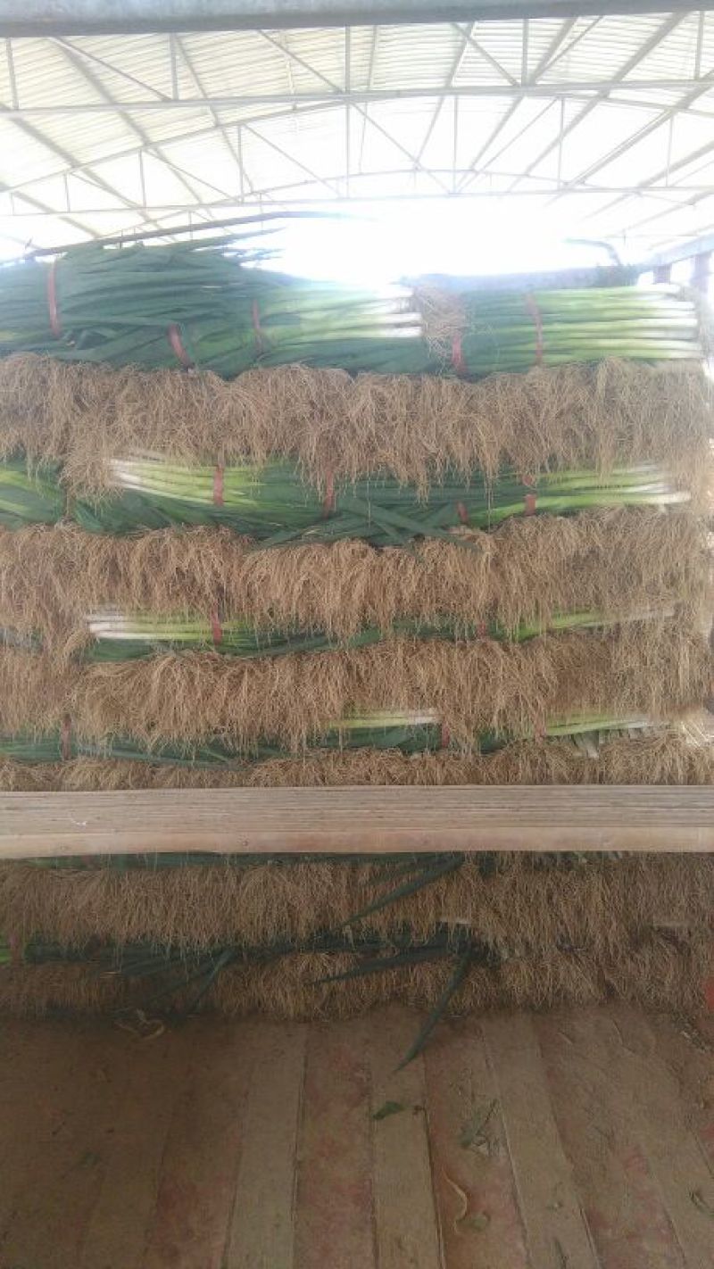 青葱大葱净葱2cm左右