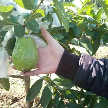 西瓜番石榴苗50~80cm