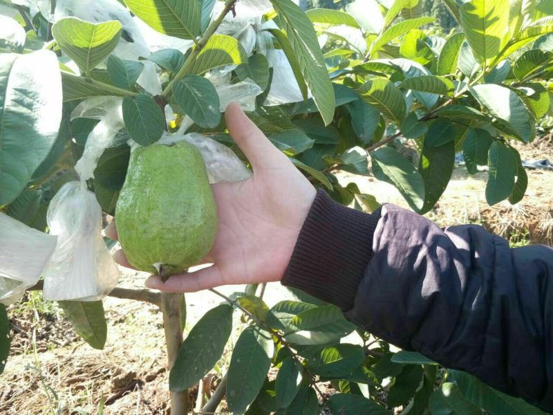 西瓜番石榴苗50~80cm