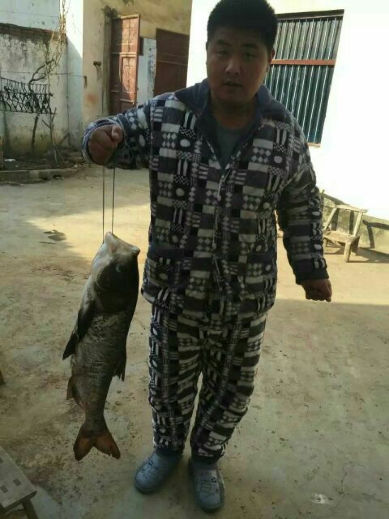 鲢鱼食用活鱼