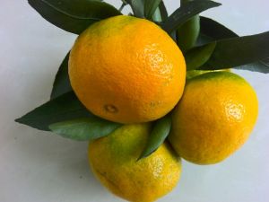 蜜橘云南华宁县