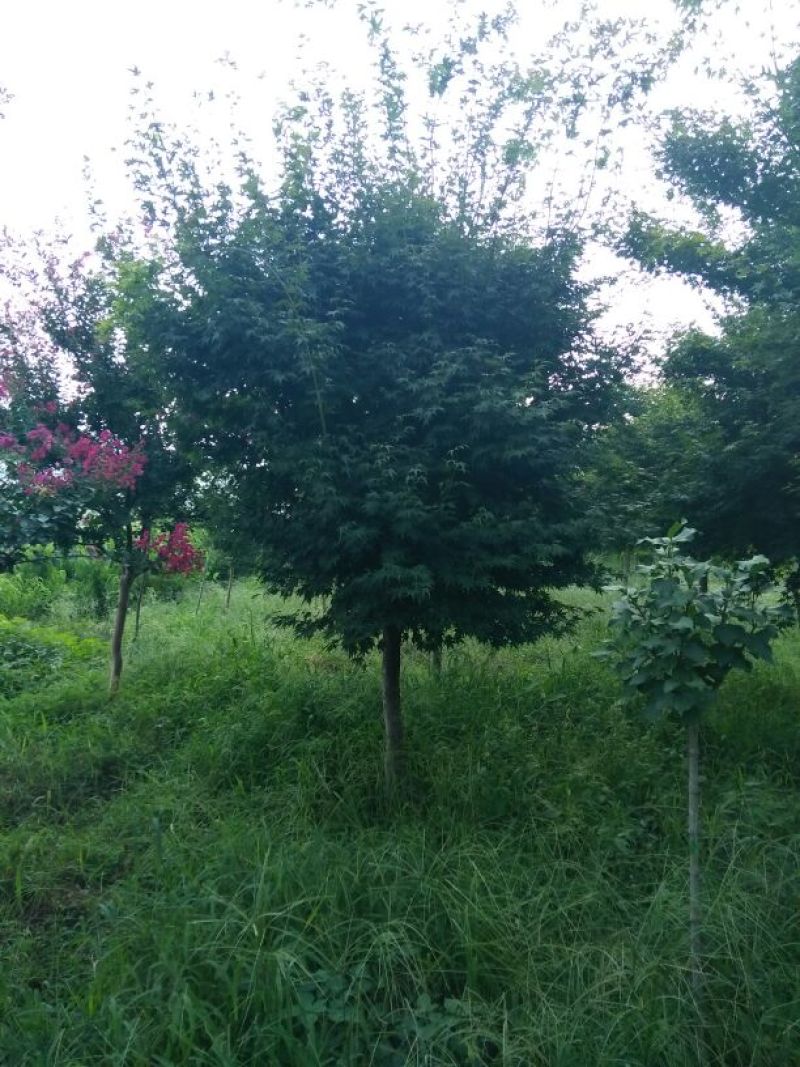 鸡爪槭苗80~100cm