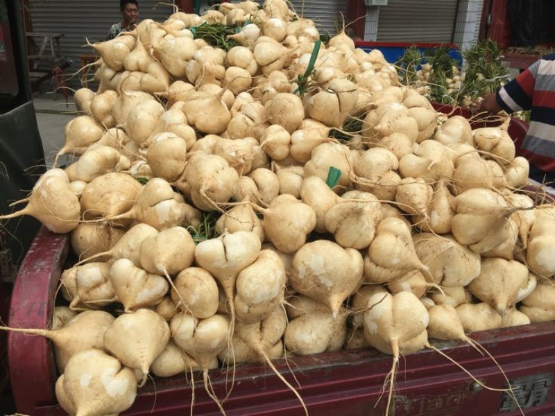 凉薯，！！！土瓜儿！地瓜，白地瓜，地梨儿大量上市