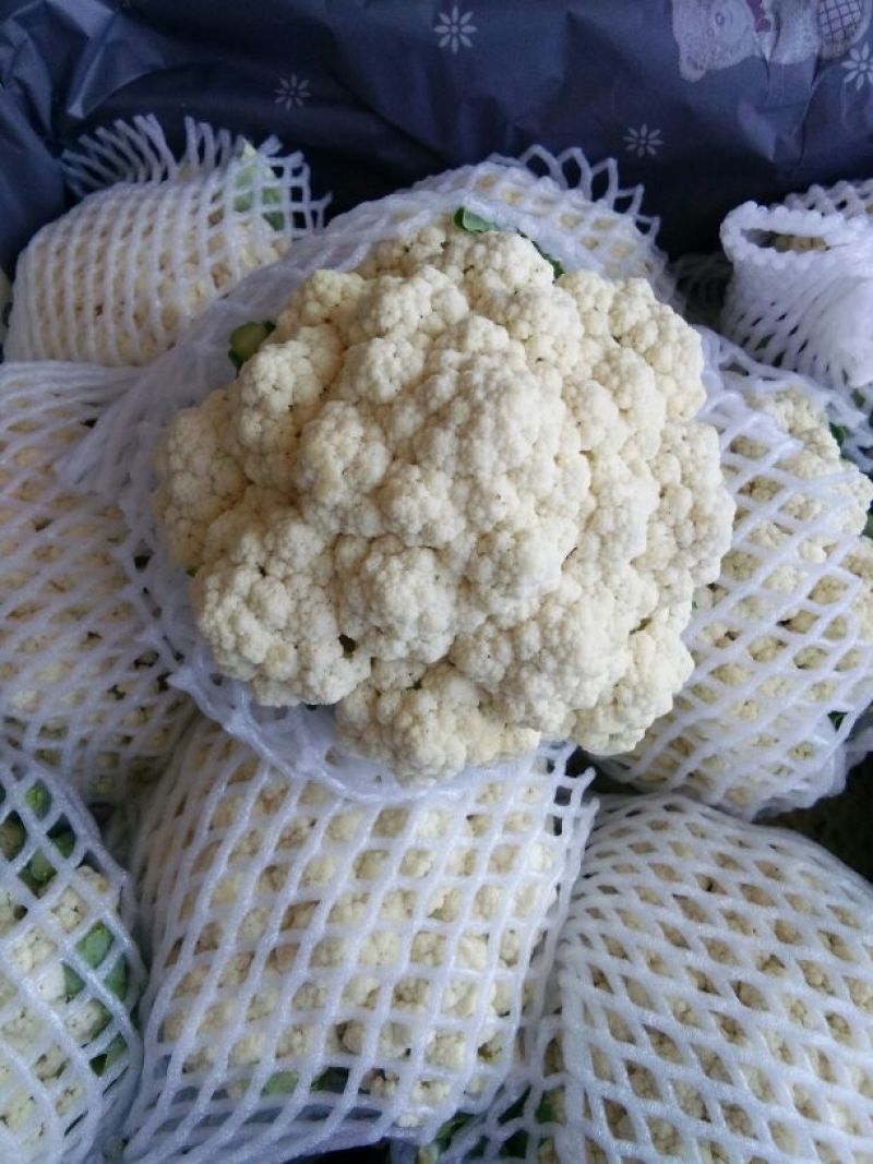 雪宝菜花河北花菜莲花白现货供应小米粒欢迎产地看货线上交易