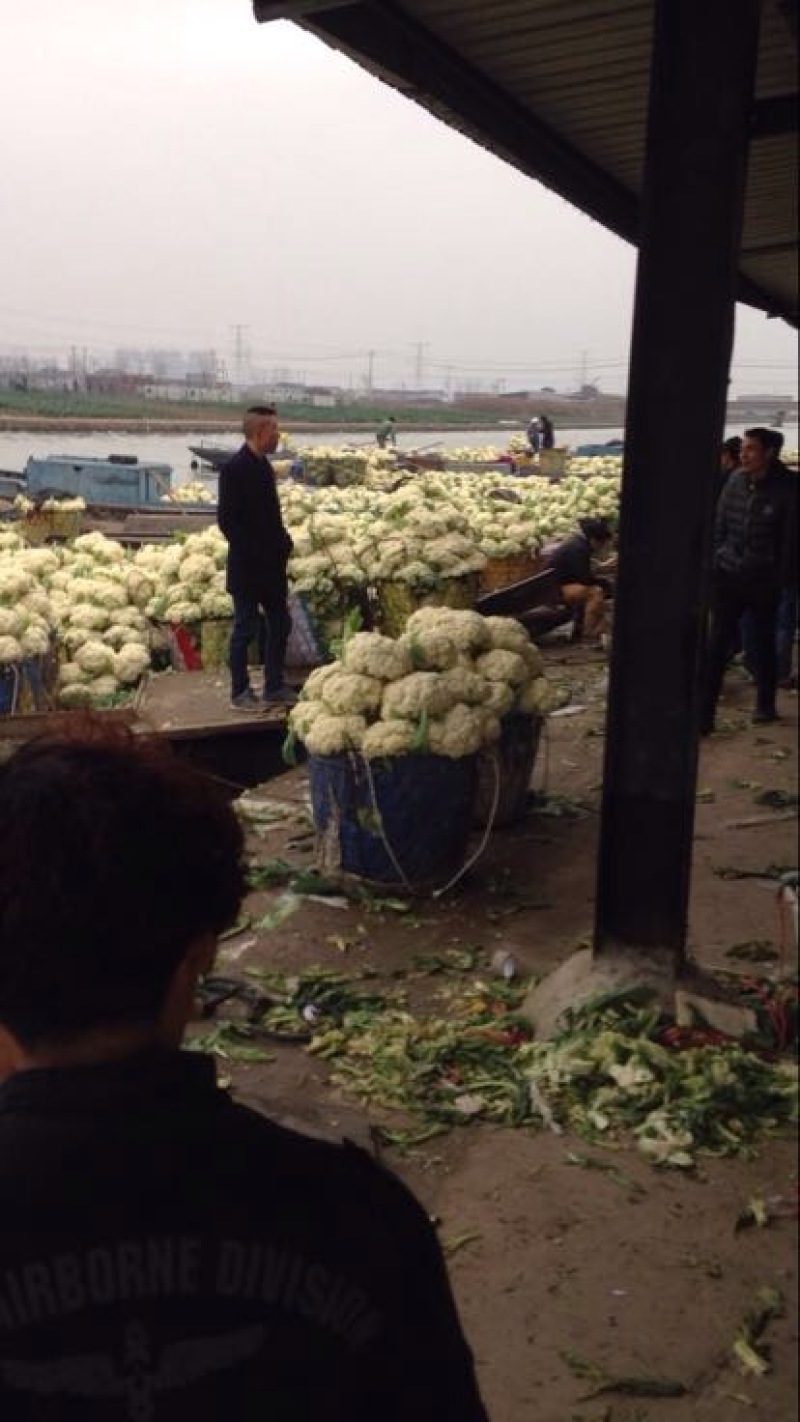 松花菜多品种大量供应！本合作社散装带套装箱配套冷库
