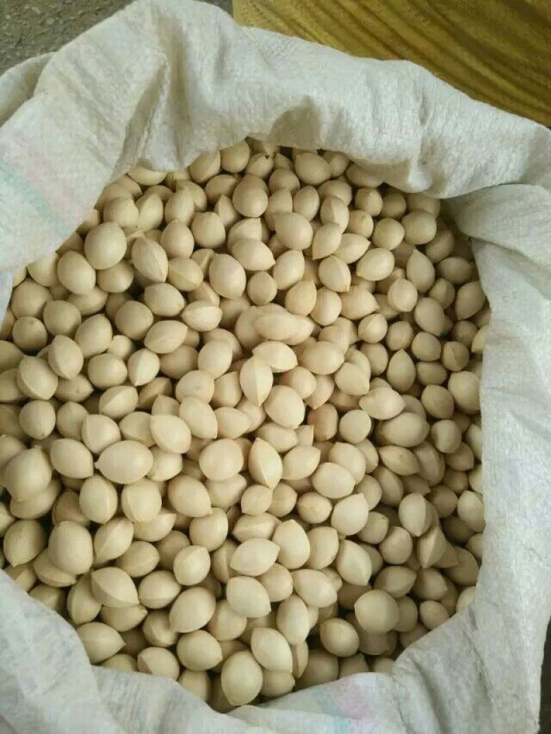 银杏果