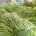 韭菜二茬