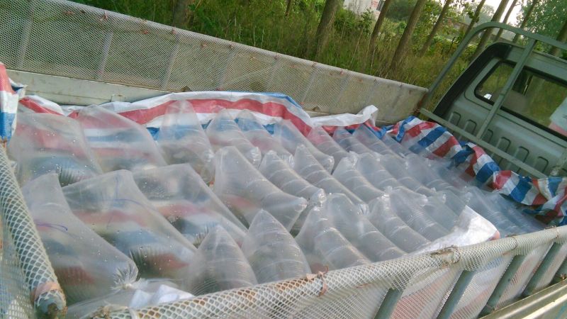泥鳅苗/大泥鳅苗/杂交泥鳅苗/本地泥鳅苗