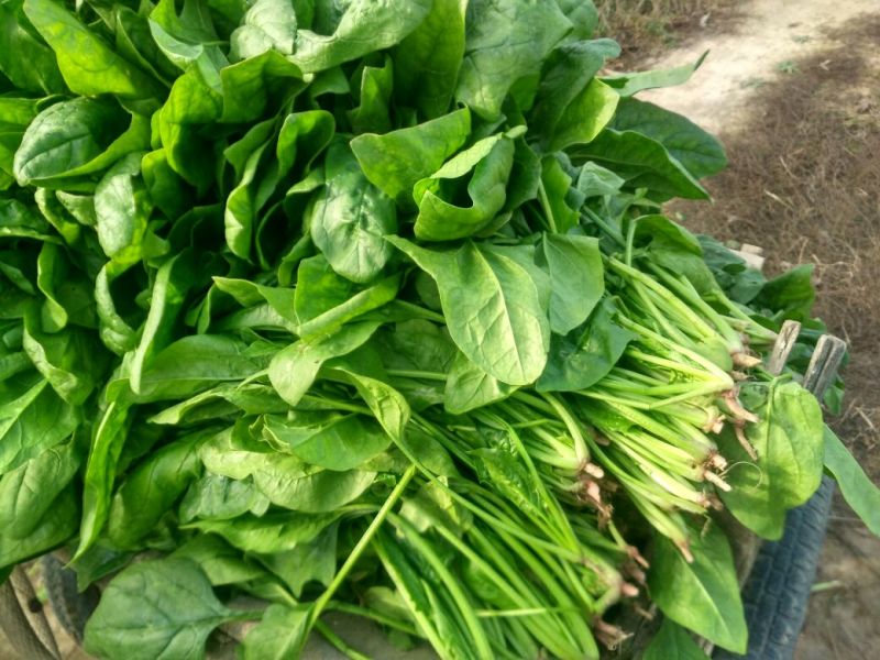 大叶菠菜20~25厘米