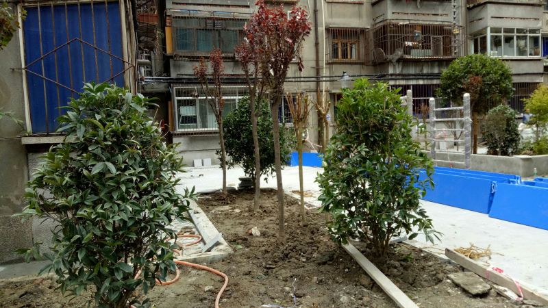 红叶李
