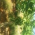 木瓜0.5~1斤