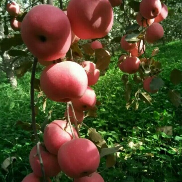 阿克苏苹果新疆阿克苏冰糖心红富
