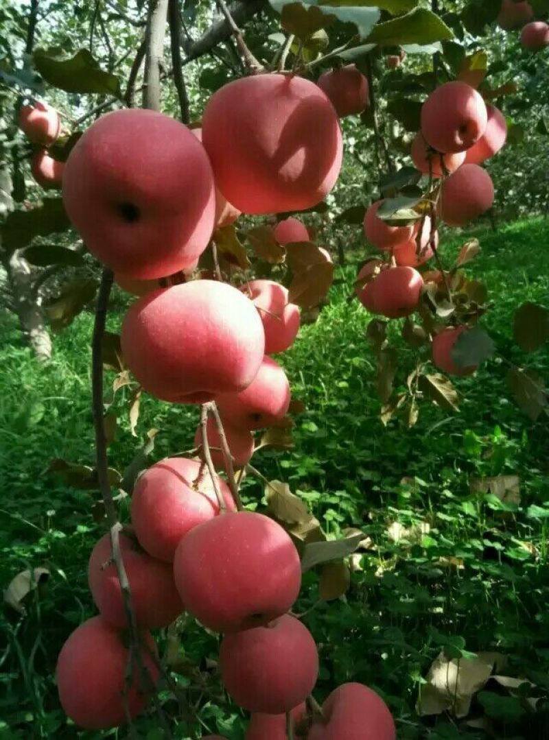 阿克苏苹果新疆阿克苏冰糖心红富