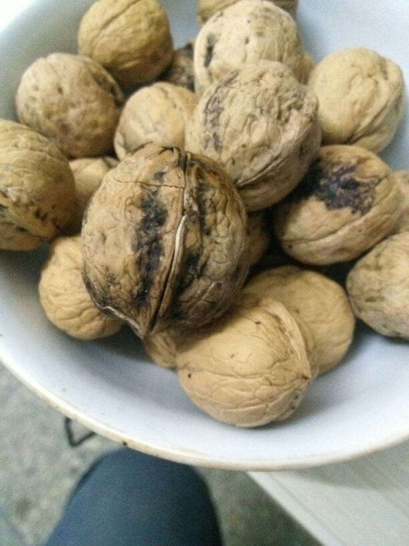 卢氏核桃去皮干