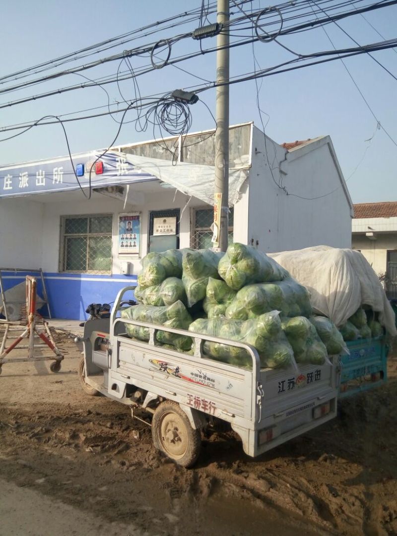 甘蓝长年供应各种各样蔬菜