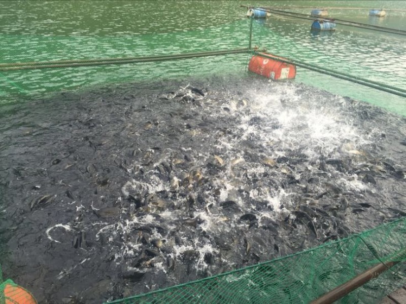 河鲤鱼