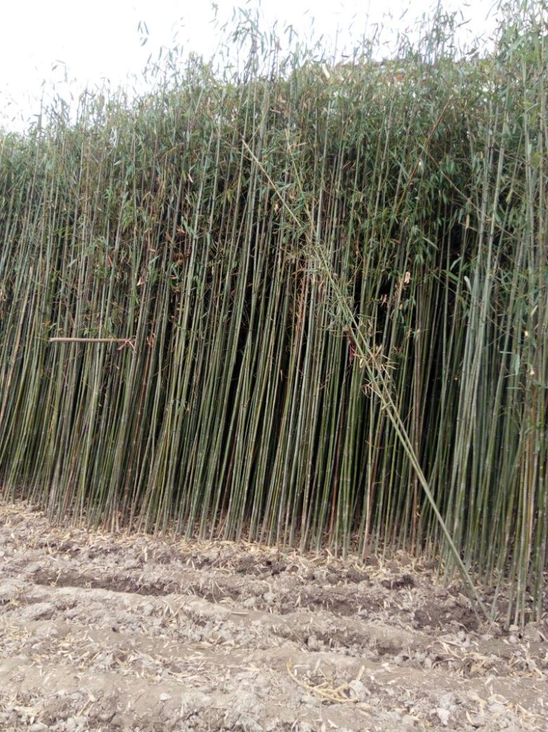 雷竹6~7m