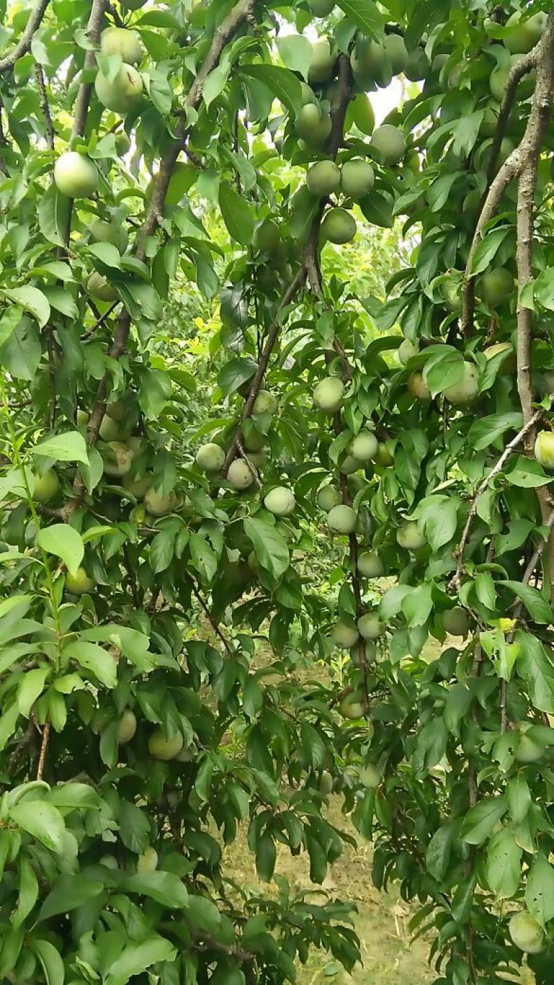 李子枝条